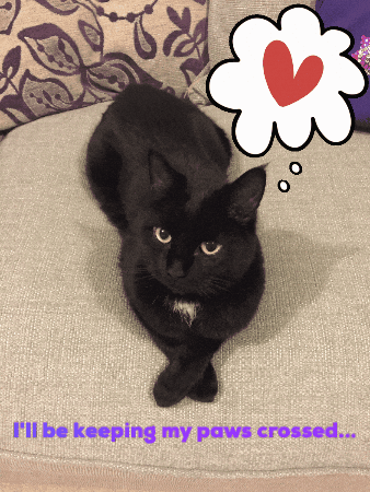 Black Cat Good Luck GIF