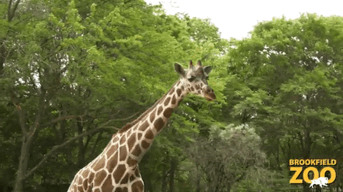 Giraffe Cute Animals GIF by Brookfield Zoo
