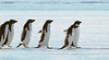 penguin GIF