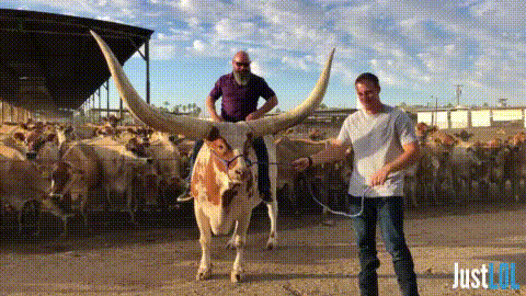 usa cow GIF by Unreel Entertainment