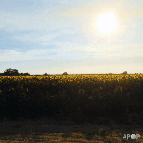 highway 20 california GIF by GoPop