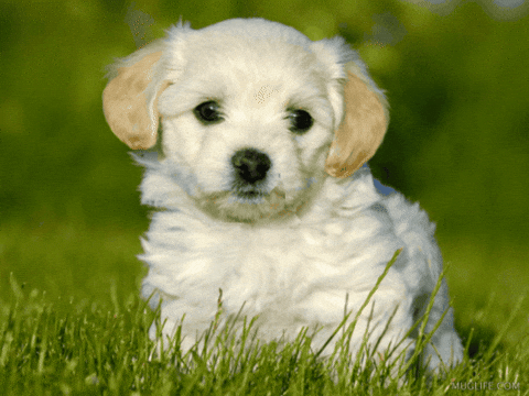 therealmarkpain-animals-dogs-cute-HaKUumB8C4glU4ft1A