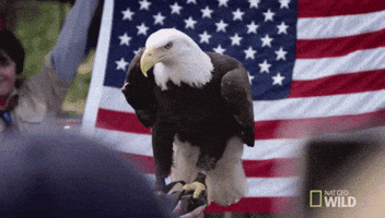 American Flag Usa GIF by Nat Geo Wild