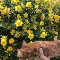 Cat Flying GIF