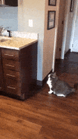 Cat Fail GIF by MOODMAN