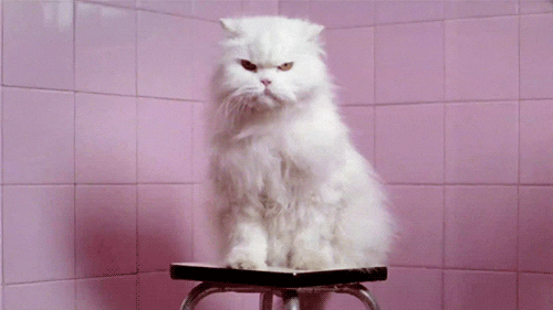 Random cute cats GIF