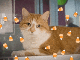 Candy Corn Cat GIF by Nebraska Humane Society