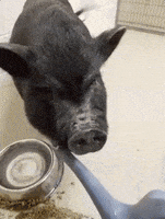 pig eat GIF by Nebraska Humane Society