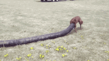 Cabin Fever Dog GIF