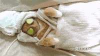 Sleepy Cat GIF
