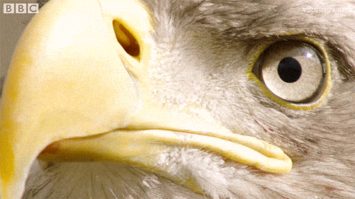 Wildlife gif