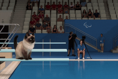 CatFan gif