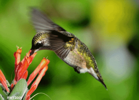 Wildlife gif