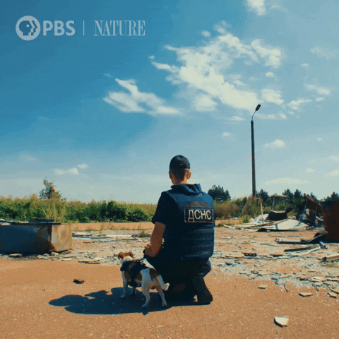 Pets gif