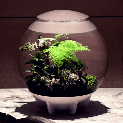 Terrarium gif