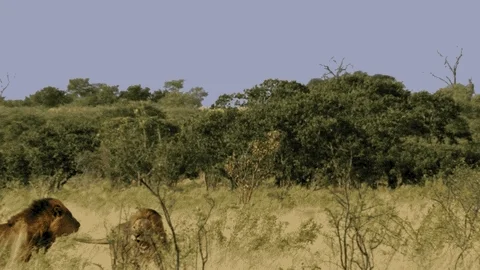 nat geo wild lion GIF by Savage Kingdom