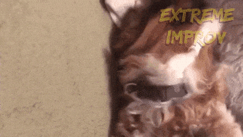 Cavalier King Charles Spaniel Dog GIF by Extreme Improv