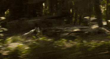 super bowl disney GIF by Disney's The Jungle Book