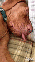Sleep Sleeping GIF by America's Funniest Home Videos