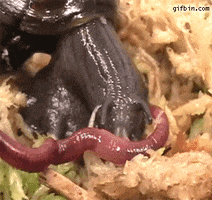 worm GIF worm GIF