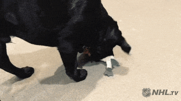 ice hockey dog GIF by NHL