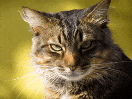 Pet Stinks GIF by Sealed With A GIF