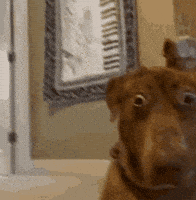 Shocked Dog GIF