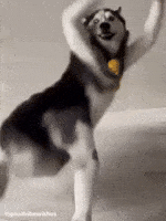 Funny Dog Dancing Husky GIF