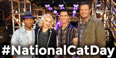 taylor swift cat GIF by The Voice