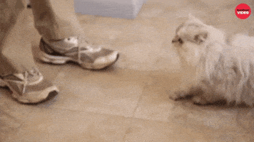 International Cat Day Cats GIF by BuzzFeed