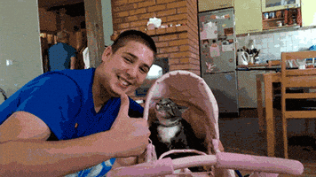 cats lol GIF