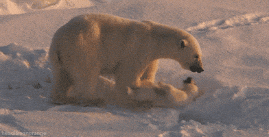 Polar Bear GIF