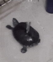 Side To Side Bath GIF