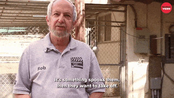 International Cat Day Cats GIF by BuzzFeed