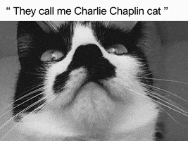 Black And White Cat GIF