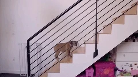 jump running GIF