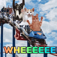 Cats Adventure GIF by Nebraska Humane Society