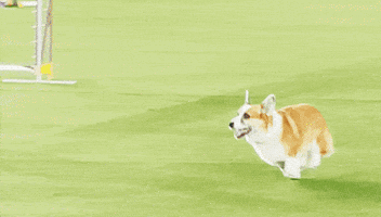 Westminster Dog Show Dogs GIF by Westminster Kennel Club
