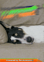 Too Much Taylor GIF by PetJuvenate - PJ