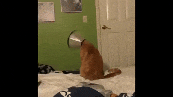 Cat Dancing GIF by JustViral.Net