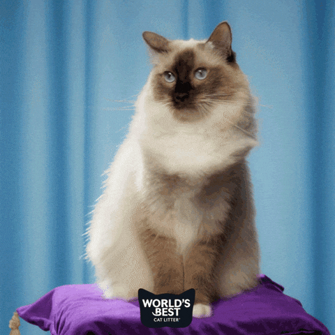 Giphy - Cats What GIF by Worlds Best Cat Litter