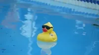 SnavelyCruisingDucks Official: Facebook