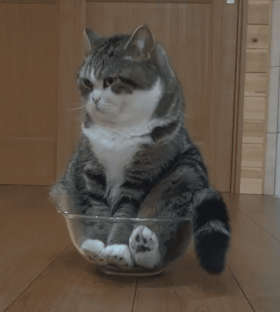 Bored Cat GIF