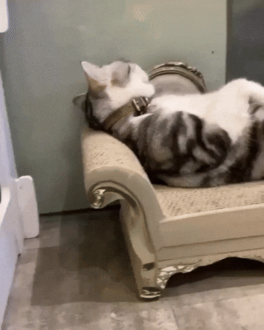 Cat Sleeping GIF by JustViral.Net by justviralnet