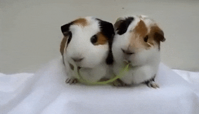 Giphy - Guinea Pig Kiss GIF