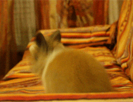 Giphy - Happy Baby Animals GIF