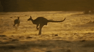 Surfing Hawaii GIF by 50statesproject