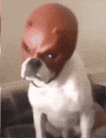 Daredevil Dog GIF
