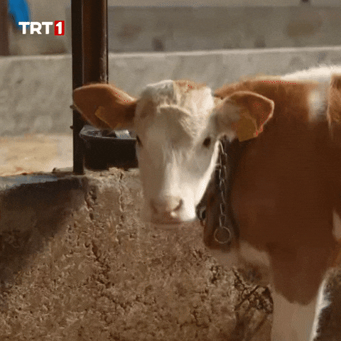 Giphy - Which One No GIF by TRT