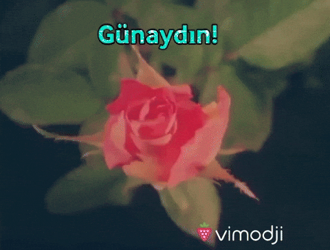Giphy - Günaydın GIF by Vimodji